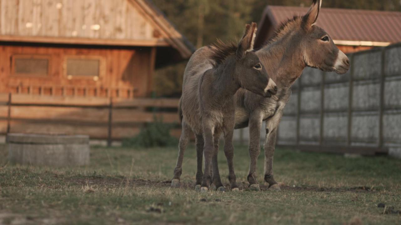 Tatarska Zagroda - domek Danielek Krosnice Zewnętrze zdjęcie